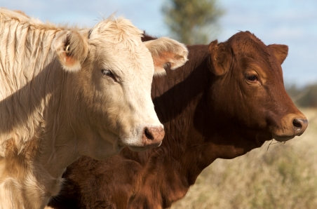 February 2021 Cattle Industry Projections