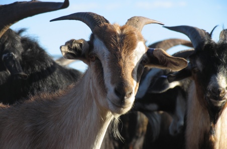 Webinar 3 - Aligning the goatmeat value chain with consumer preferences
