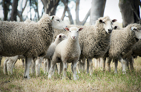 Lamb lean meat yield manual