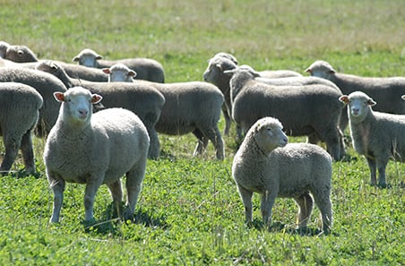 Is the forecasted 2025 lamb slaughter target on track?