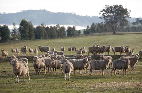 June 2021 Sheep Industry Projections