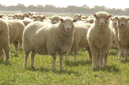 Why seasonal conditions drive the price gap between trade and heavy lambs