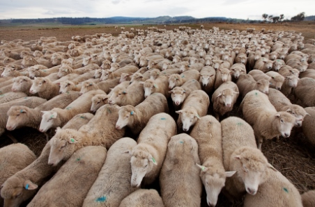 February 2021 Sheep Industry Projections
