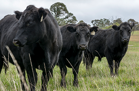 July 2021 Cattle Industry Projections