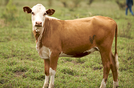 January 2023 Cattle Industry Projections