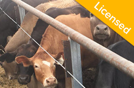 Algae feed supplement