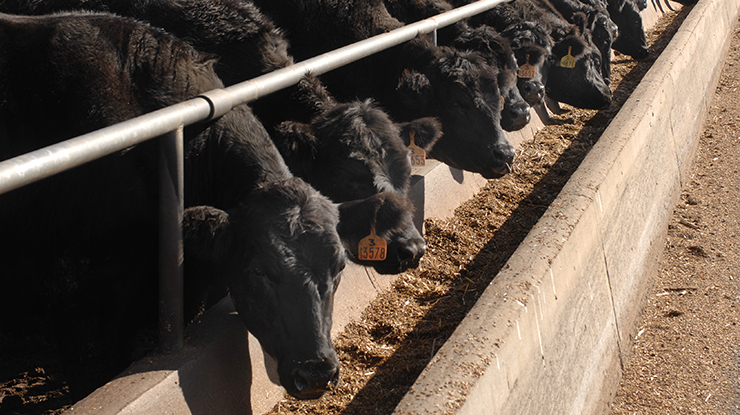Feedlot Design Manual