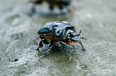 Dung beetle sightings