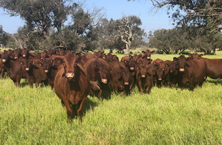 Farm smarter, not harder: new project to help elevate WA beef businesses