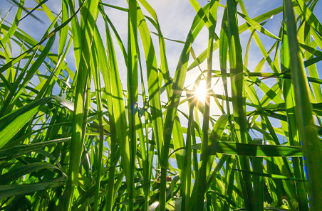 Managing ground cover to reduce run-off and water loss