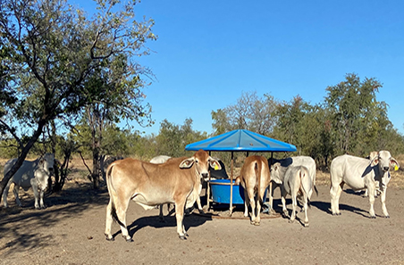 ‘Kidman Springs Station’, NT