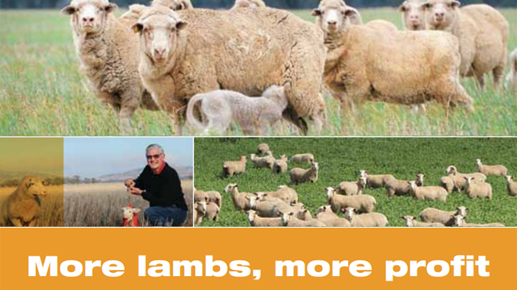 More Lambs, more profit