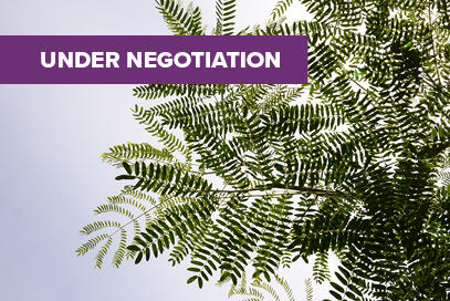 Licensing Opportunity: Redlands Psyllid Resistant Leucaena variety (PBR valid until 28 September 2042)