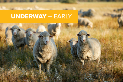 Reducing Merino ewe mortality