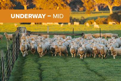 Accelerating sheep reproduction best practice (Towards 90) 