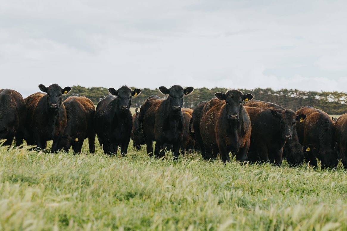 Our livestock