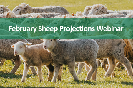 February 2022 Sheep Projections - Webinar
