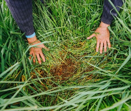 Persistent pastures hub