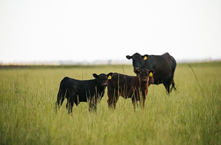 Why restockers are favouring steers this spring