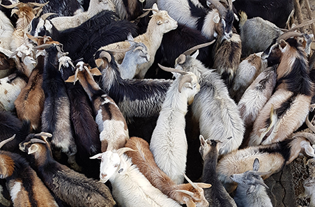 Benchmarking biodiversity