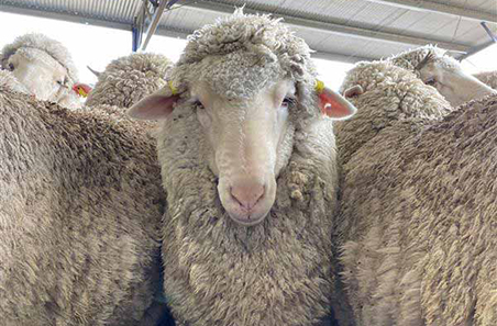 Weekly cattle and sheep market wrap