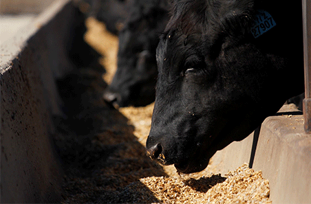 Feedlot firepower: Capacity climbs as prices surge