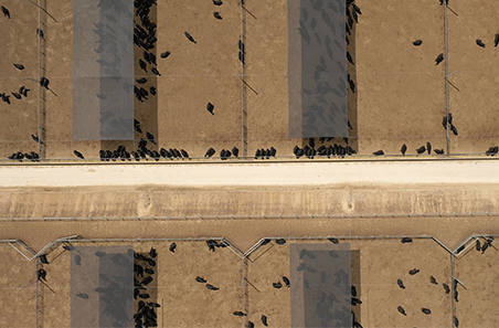 A year of progress for the MLA Feedlot Program