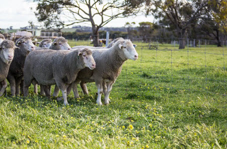 Is aligned sentiment in sheepmeat and wool signaling a turning point?