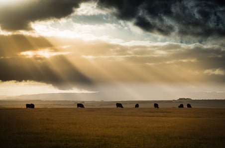 Beef exports still fuelled by global demand