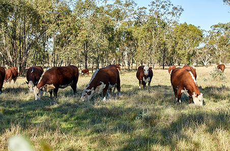 Most cattle producers optimistic about the next year