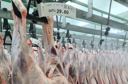 Turning carcase data into better livestock decisions