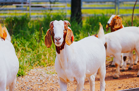 Consumer appetites are cornerstone of goat industry