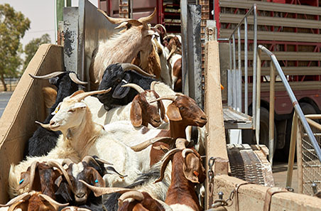 Do you need prescriptions for your goat chemicals?
