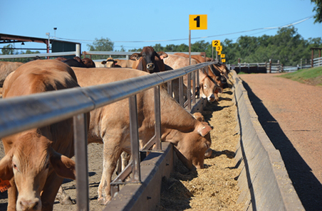 New best practice guide – feeder cattle preparation