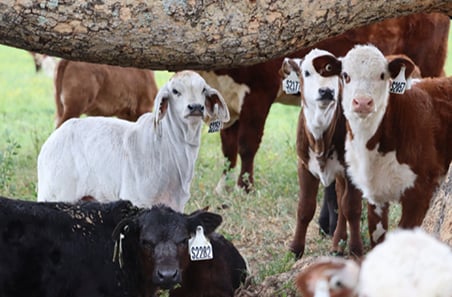 MLA launches information hub for next generation of beef genetics