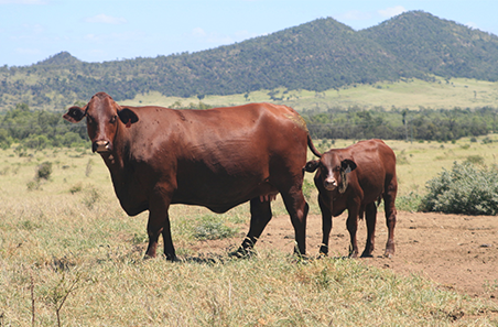 Weekly cattle and sheep market wrap
