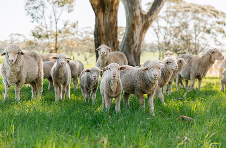 Weekly cattle and sheep market wrap