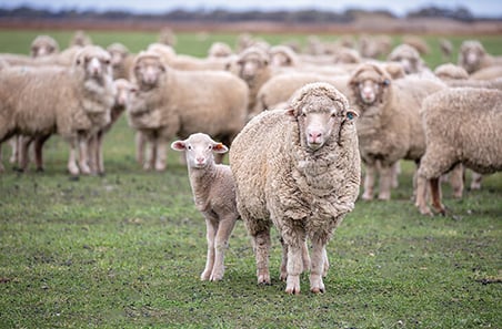 Merino Lamb Indicator surges to daily record