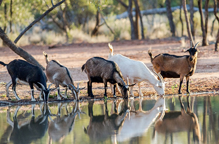 Grid to consumer: webinars highlighting the goatmeat value chain