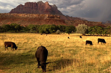 US cattle slaughter decline offers Aussie beef opportunity