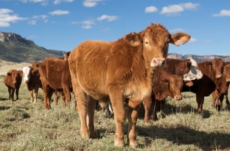 What the June quarter slaughter data says about cattle supply