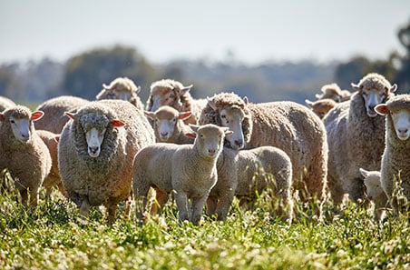 Is the recent supply squeeze an indication of a flock rebuild?
