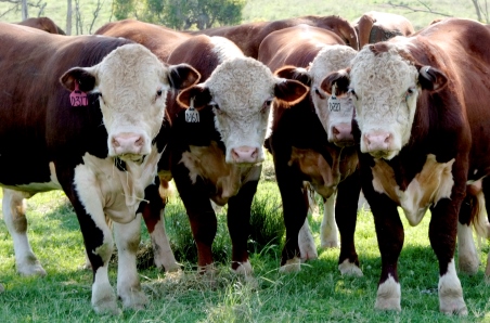Sharp rebound for May cattle prices