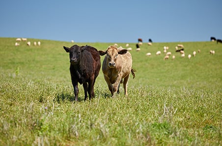 Weekly cattle and sheep market wrap