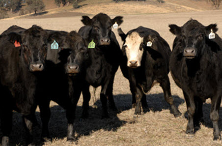 NSW sell-off leads to nation’s highest monthly cow yarding on record