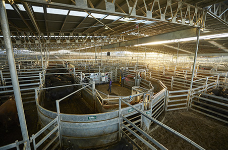 National Saleyard Survey reveals strong growth in livestock throughput across Australia