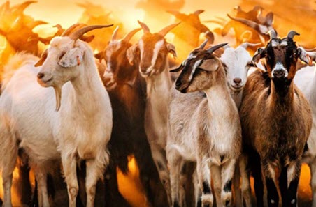 Major goat industry event outcomes