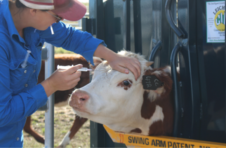 Sticking power key to dehorning healing
