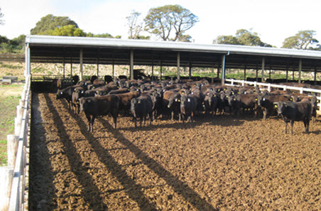 Beef producers geared for growth