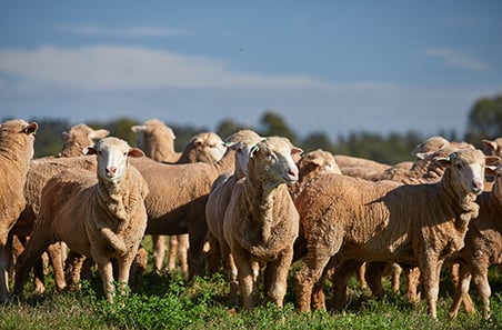 Weekly cattle and sheep market wrap